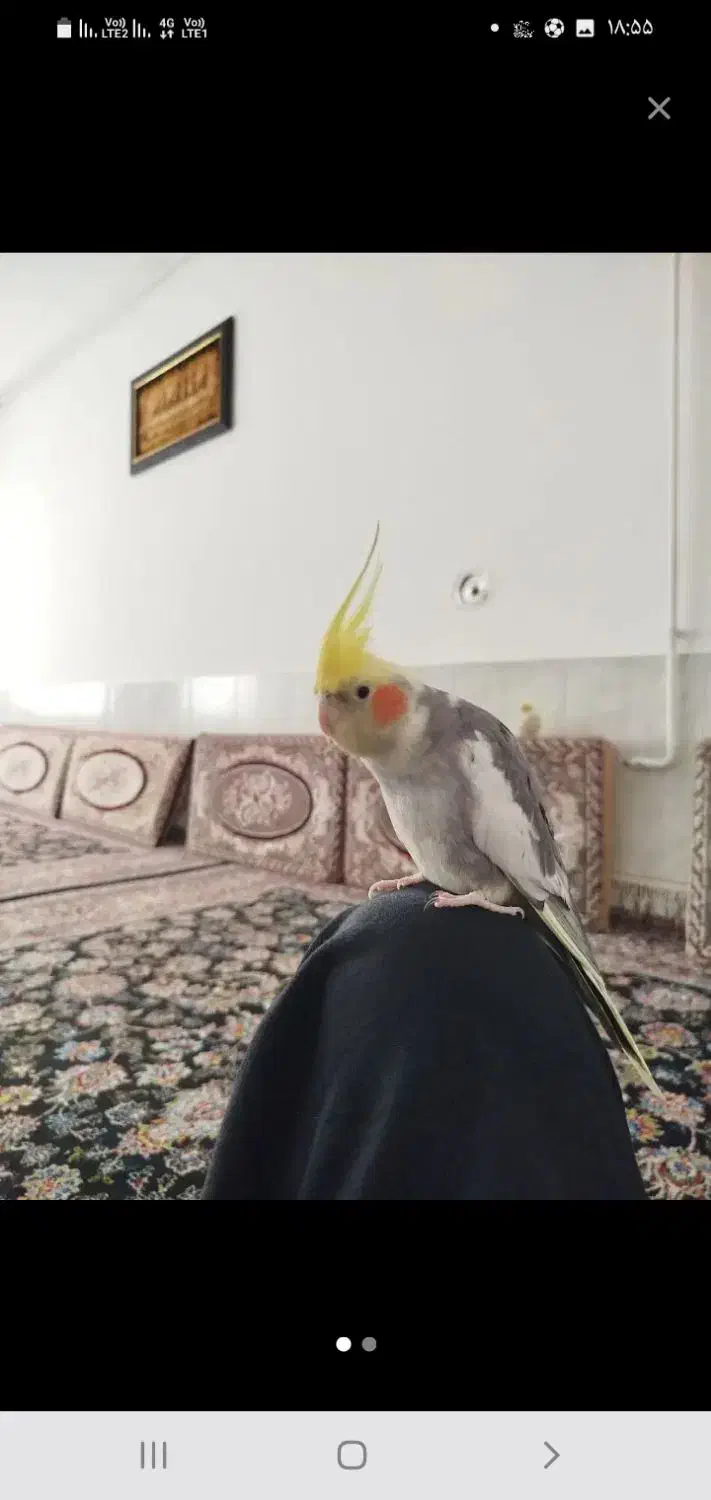 عروس هلندی گمشده|حیوانات|کرمانشاه, |دیوار