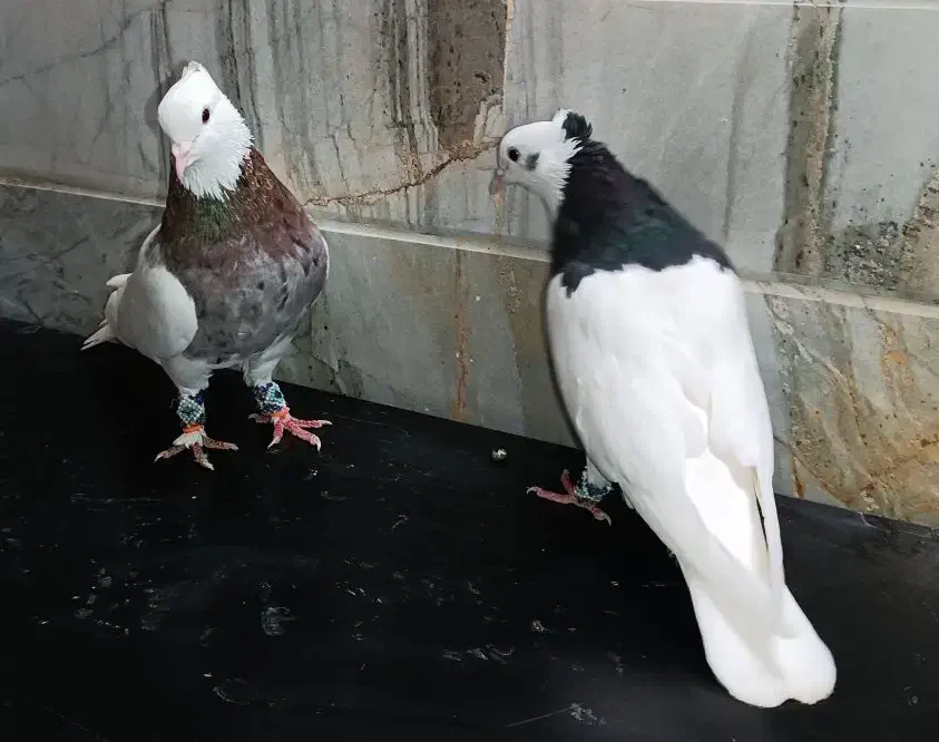 طوقی،پلاس،پرشی،دوکت|پرنده|قم, حاج خلیل|دیوار