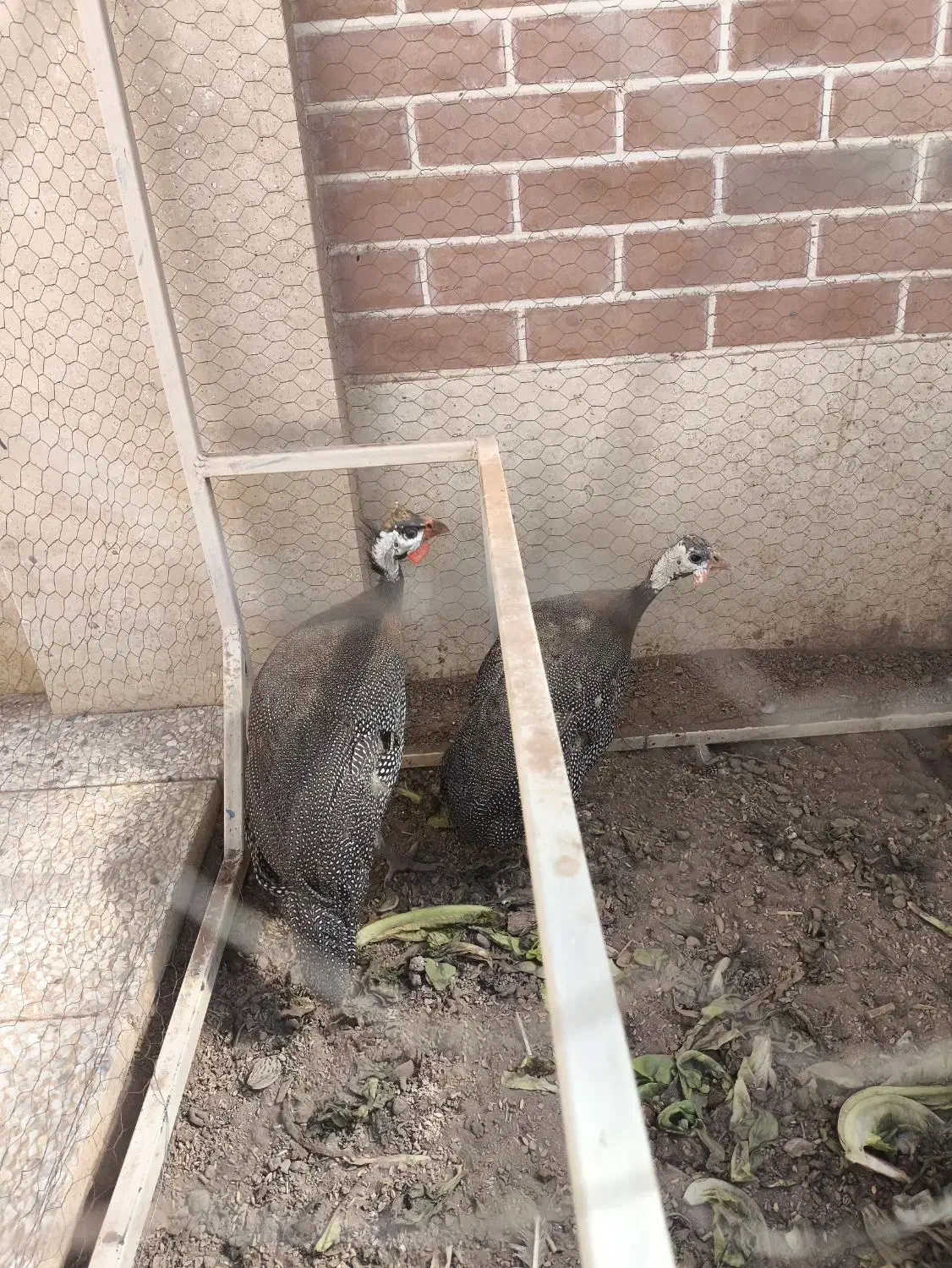 مرغ شاخدار|حیوانات مزرعه|کرمان, |دیوار