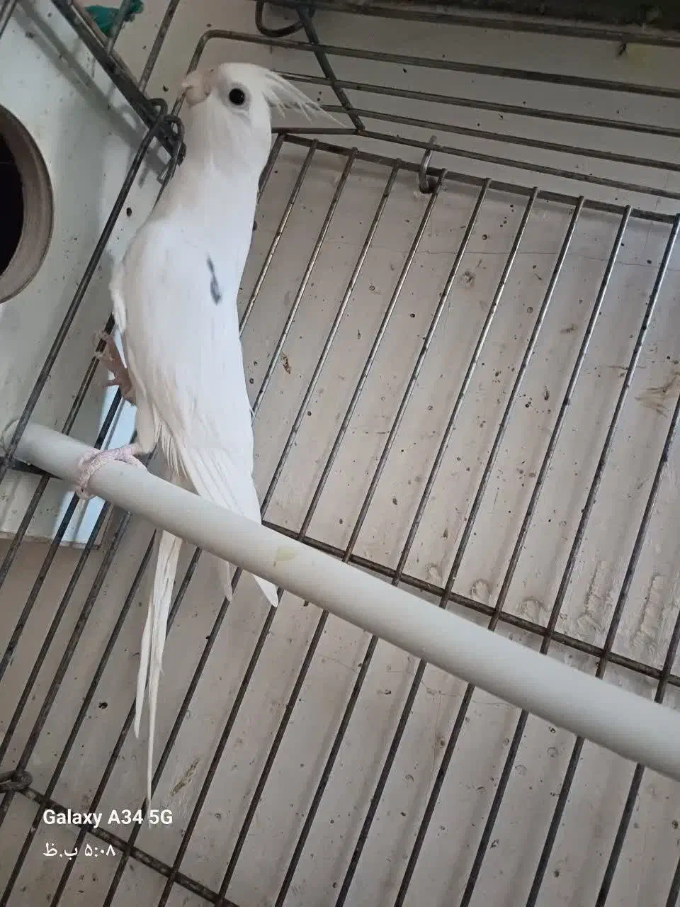 عروس هلندی آلبینو|پرنده|قم, شهرک مهدیه (مدرس)|دیوار