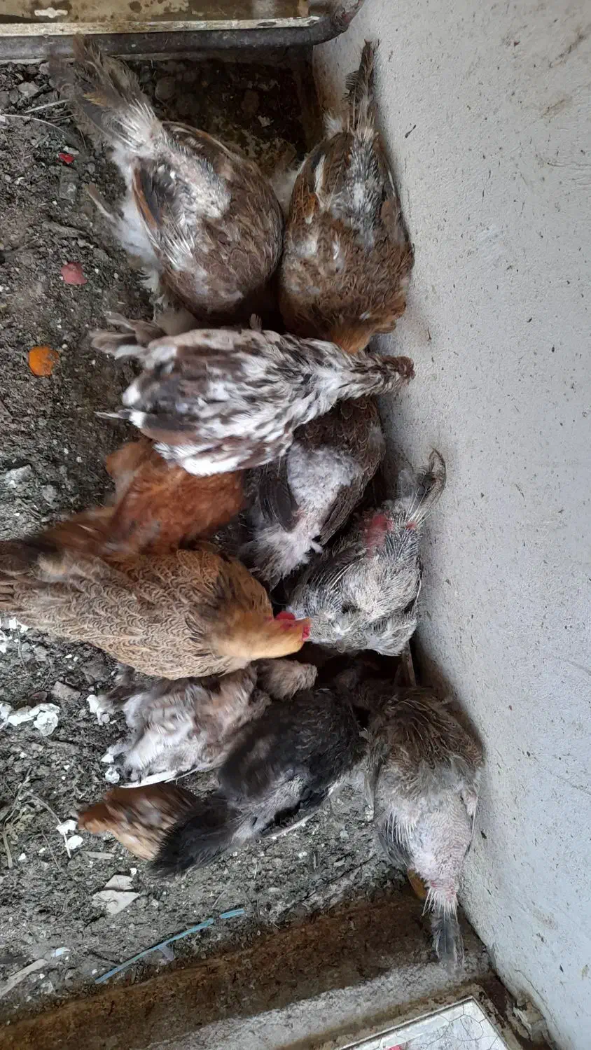 مرغ امپراطور|حیوانات مزرعه|اصفهان, سرچشمه|دیوار