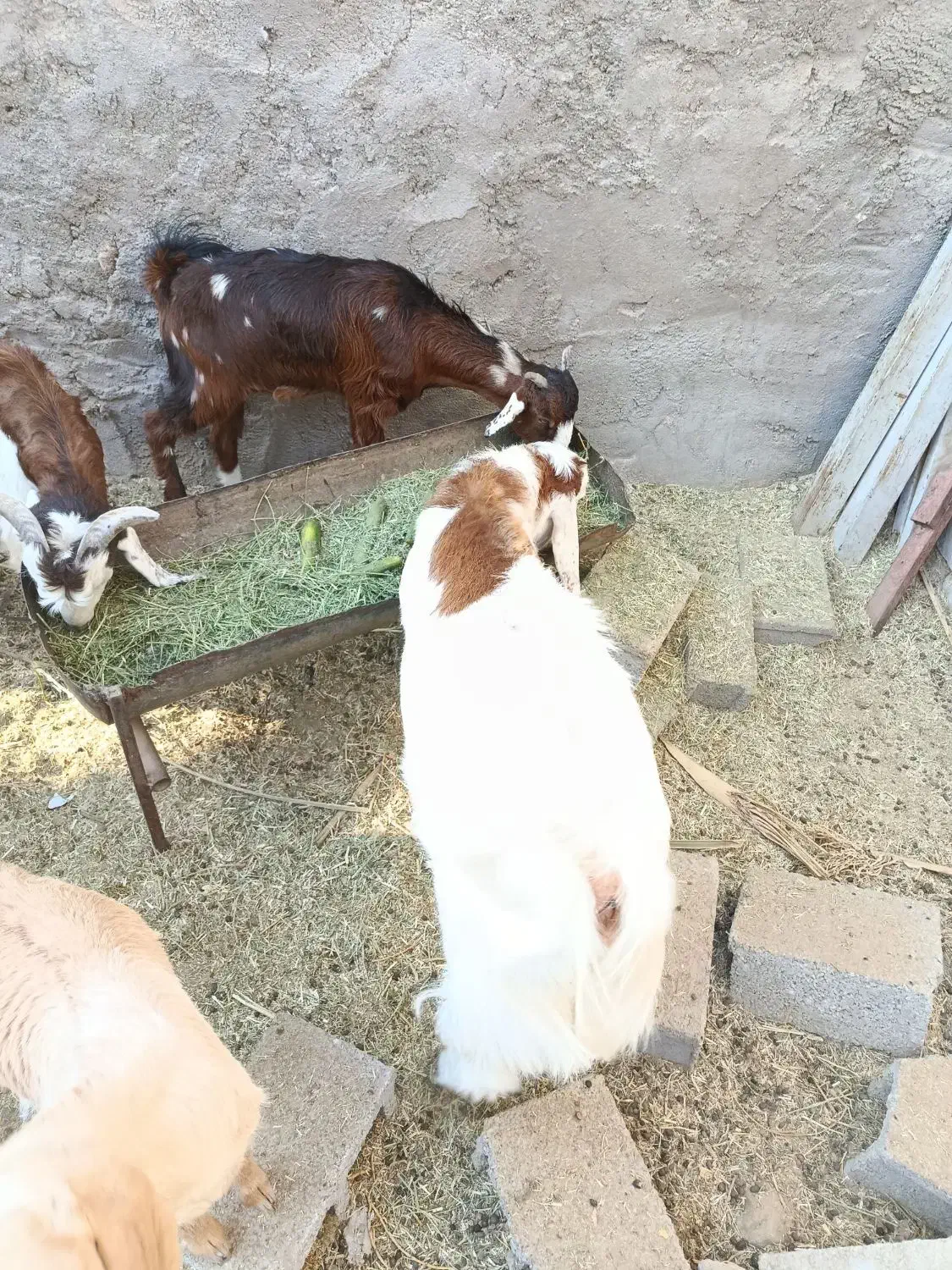 فروش دو عدد کهره نر یکی ماده|حیوانات مزرعه|بوشکان, |دیوار