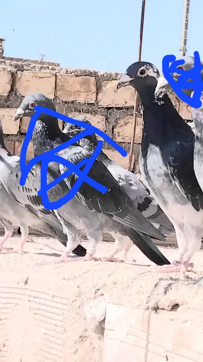 دونر پرشی مسافتی|پرنده|جلگه ماژان, |دیوار