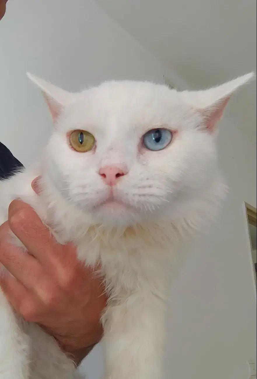 گربه نژاد اصیل|گربه|تهران, صادقیه|دیوار