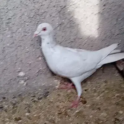 کبوتر|پرنده|نیشابور, سرآب کوشک|دیوار