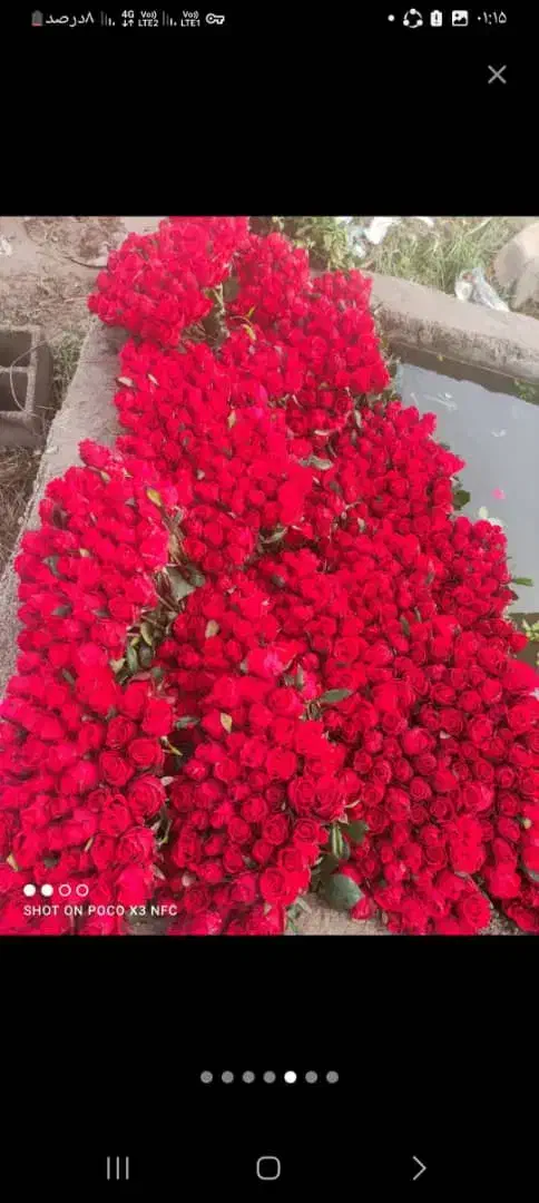 گل رز|گل و گیاه طبیعی|تهران, شهرک فردوس (حسینی)|دیوار