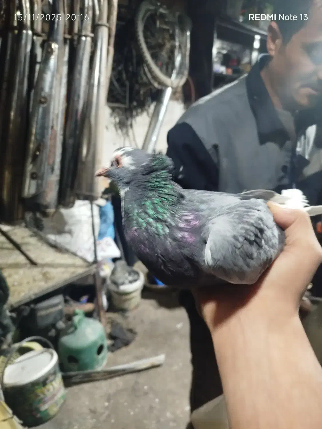 بدرنگ پلنگ ریشی|پرنده|زرند, |دیوار