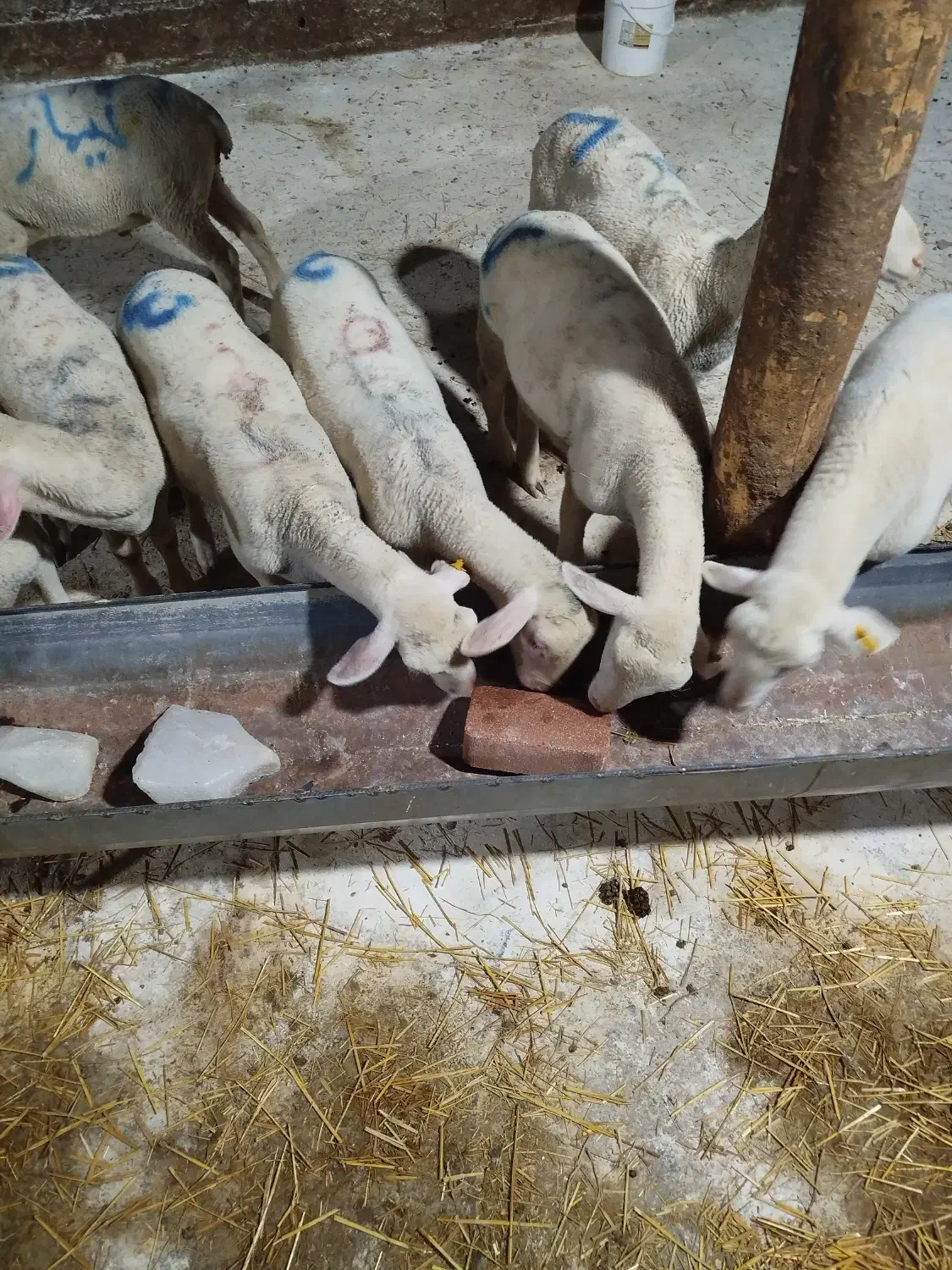 فروش بره های لاکن خالص|حیوانات مزرعه|رودهن, |دیوار