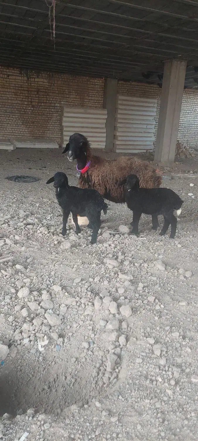 بره شیری  میش بره میش بز بره میش دقلو|حیوانات مزرعه|خمینیشهر, |دیوار