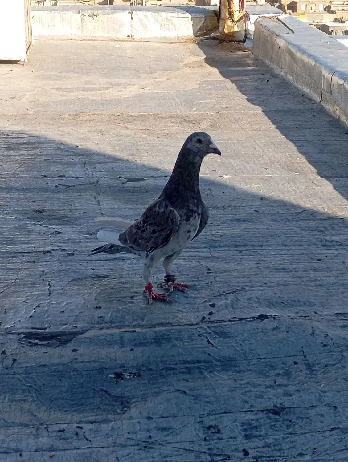 کبوتر|پرنده|سنندج, |دیوار