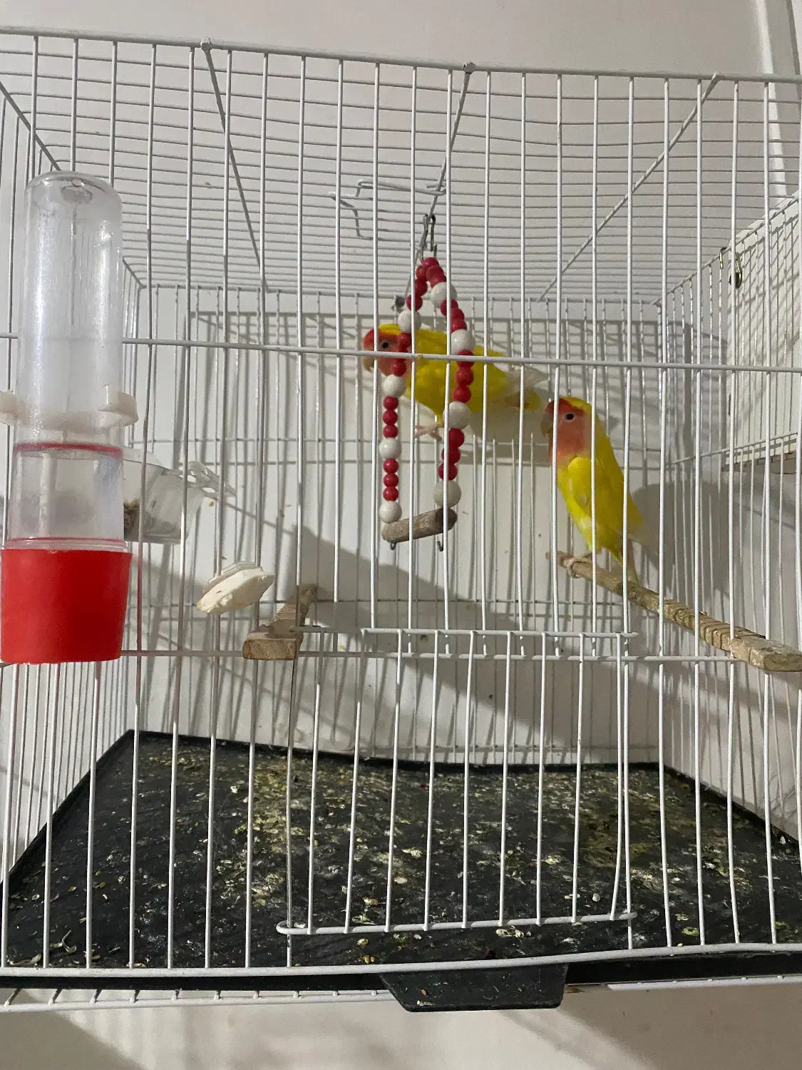 جفت کوتوله بالق|پرنده|زهک, |دیوار