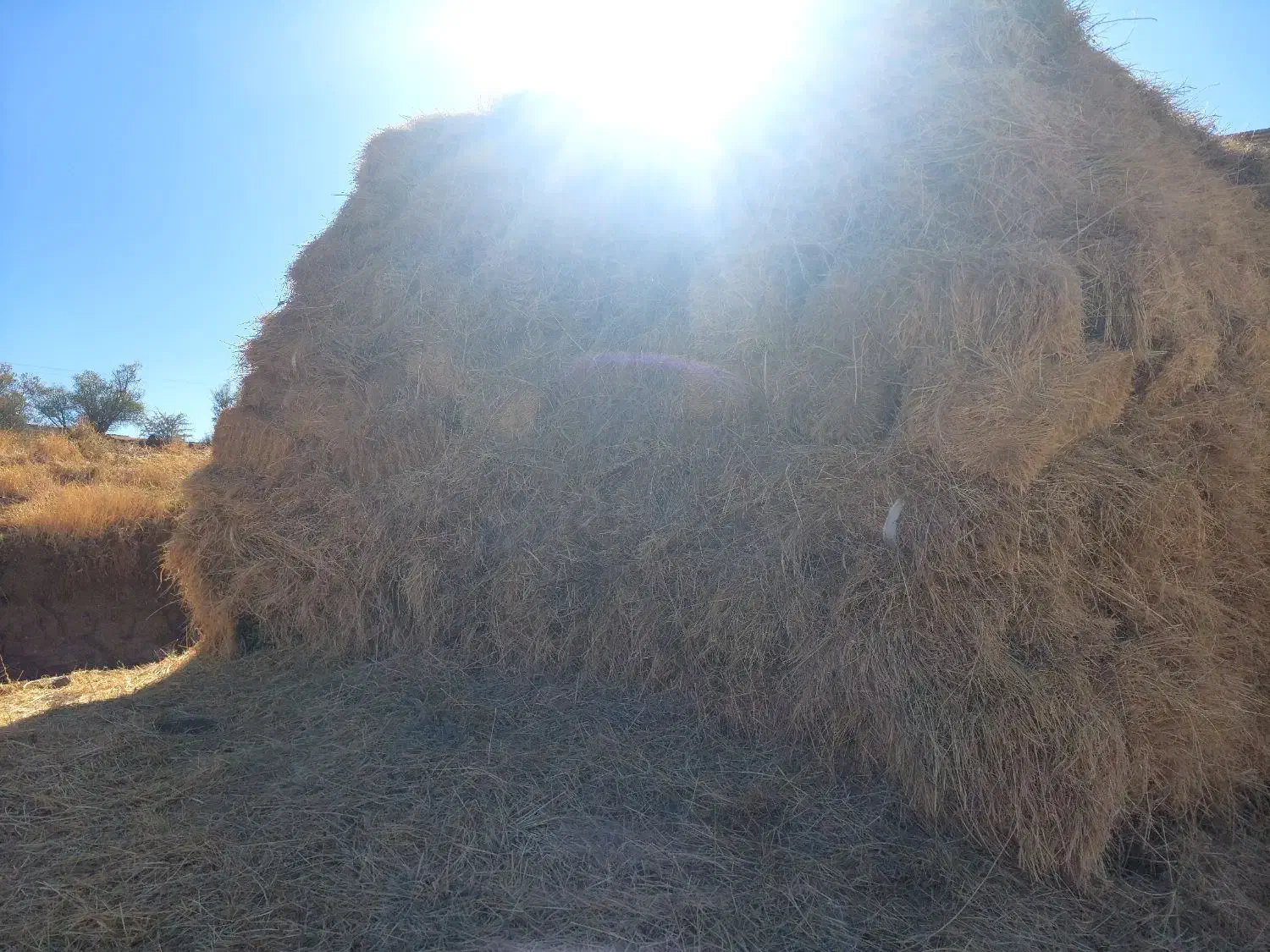 علف فروشی|لوازم جانبی حیوانات|فیروز, |دیوار