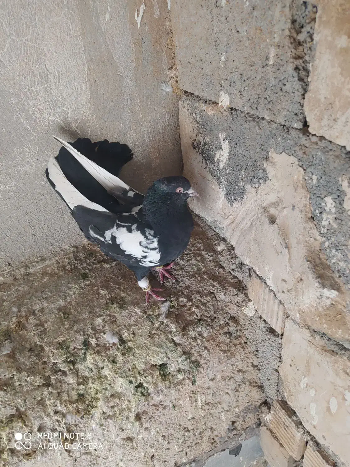 سینه سیاه نر  بزن 380تومن|پرنده|مرودشت, دولت آباد|دیوار