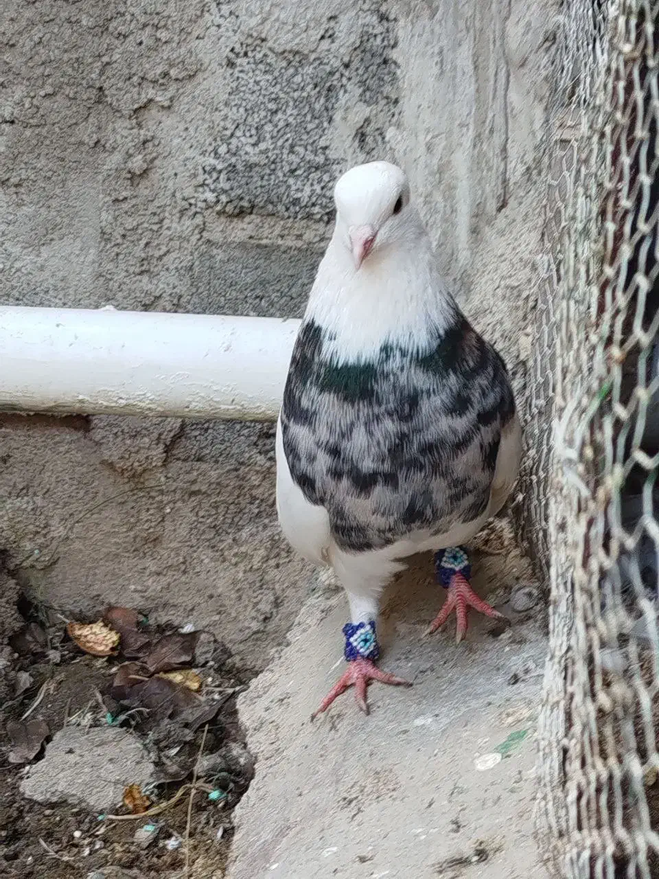 کبوتر طوقی|پرنده|گنبد کاووس, |دیوار