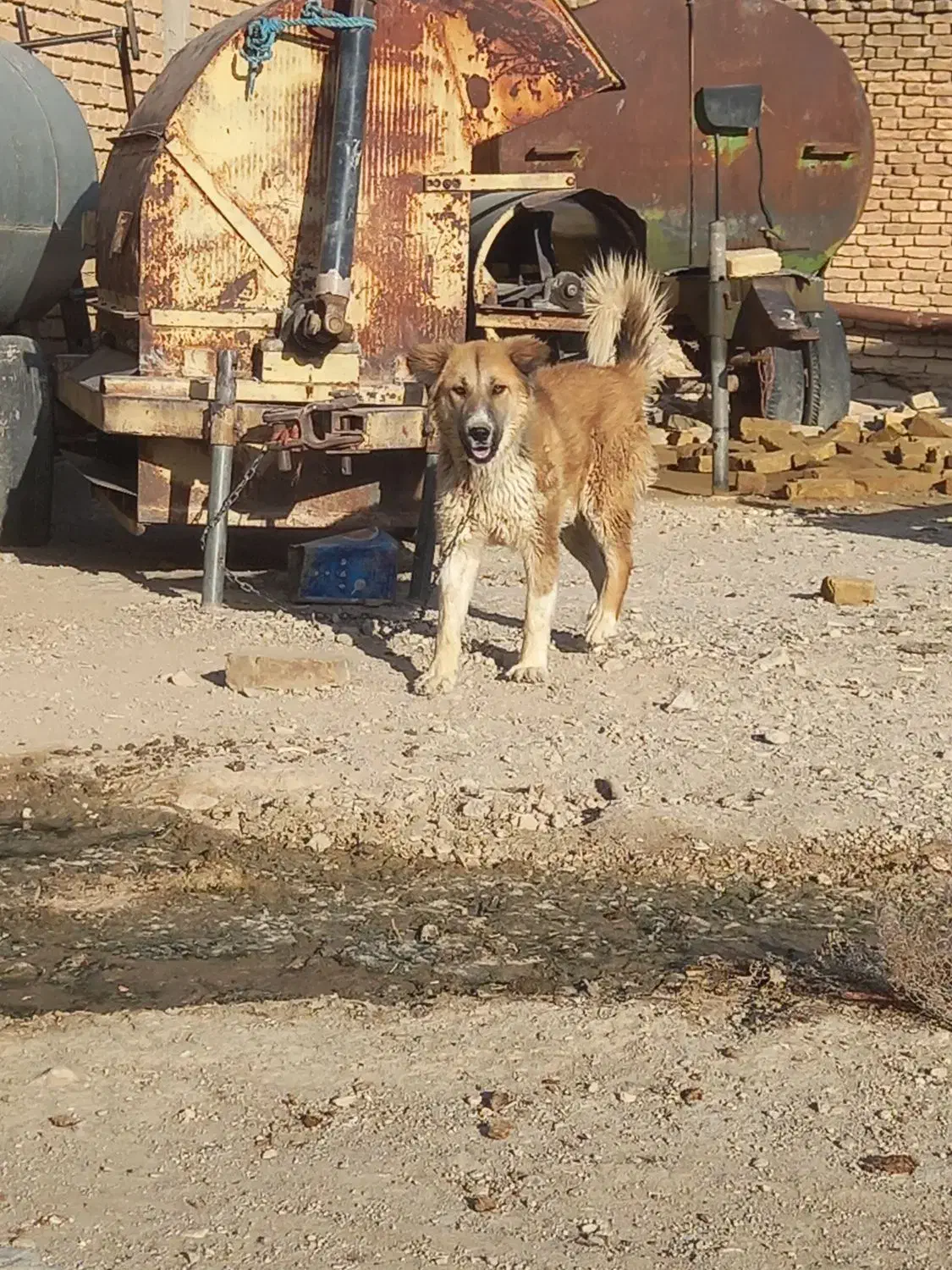 سگ روزگاری ۸ت|سگ|شهرکرد, |دیوار