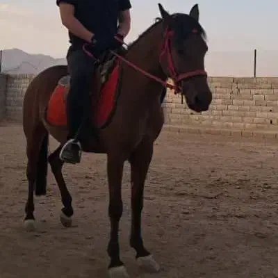 مادیون و خر ماده|اسب و تجهیزات اسبسواری|سمنان, |دیوار