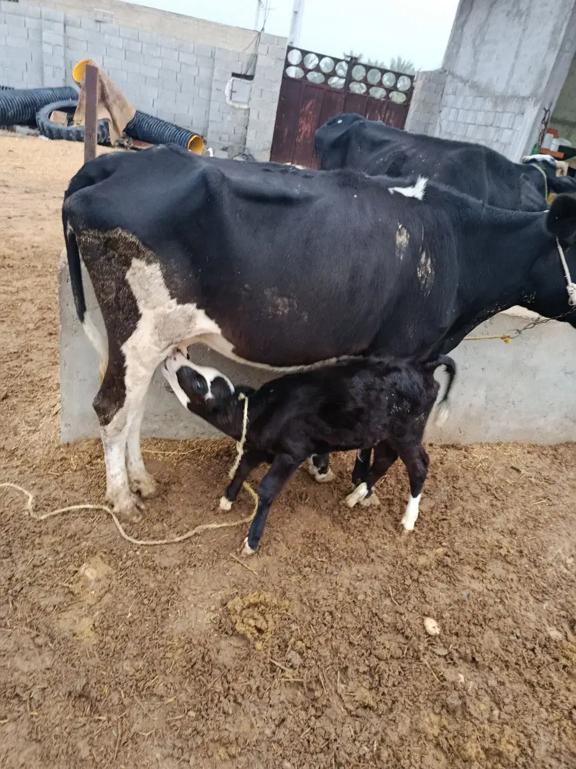 گاوشیرده|حیوانات مزرعه|شبانکاره, |دیوار