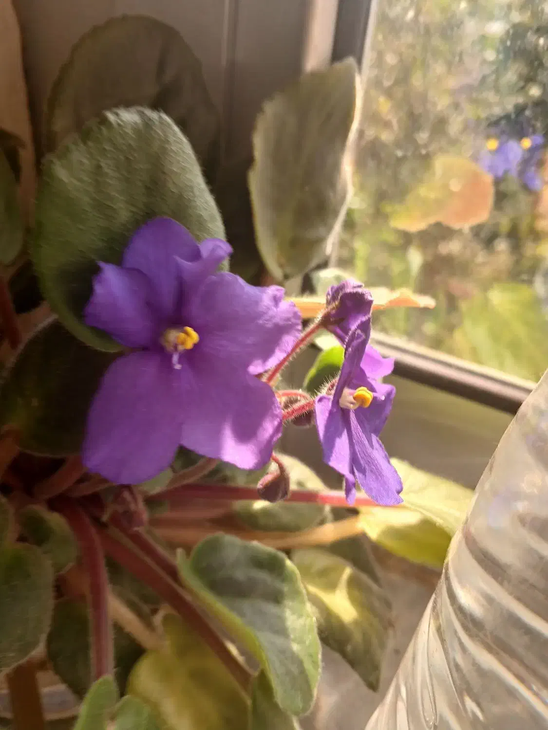 گل بنفشه|گل و گیاه طبیعی|شاندرمن, |دیوار