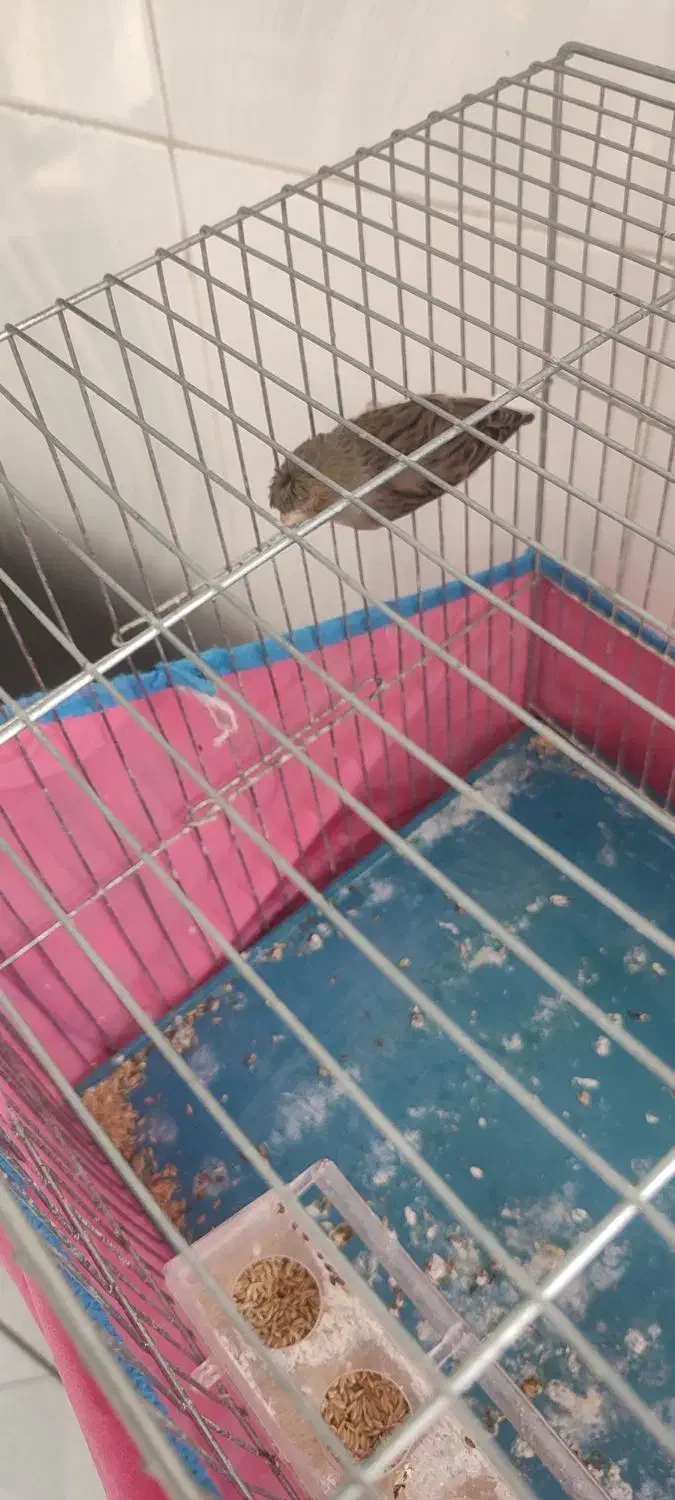 قناری ماده سهره قناری|پرنده|شیراز, شهرک مطهری|دیوار