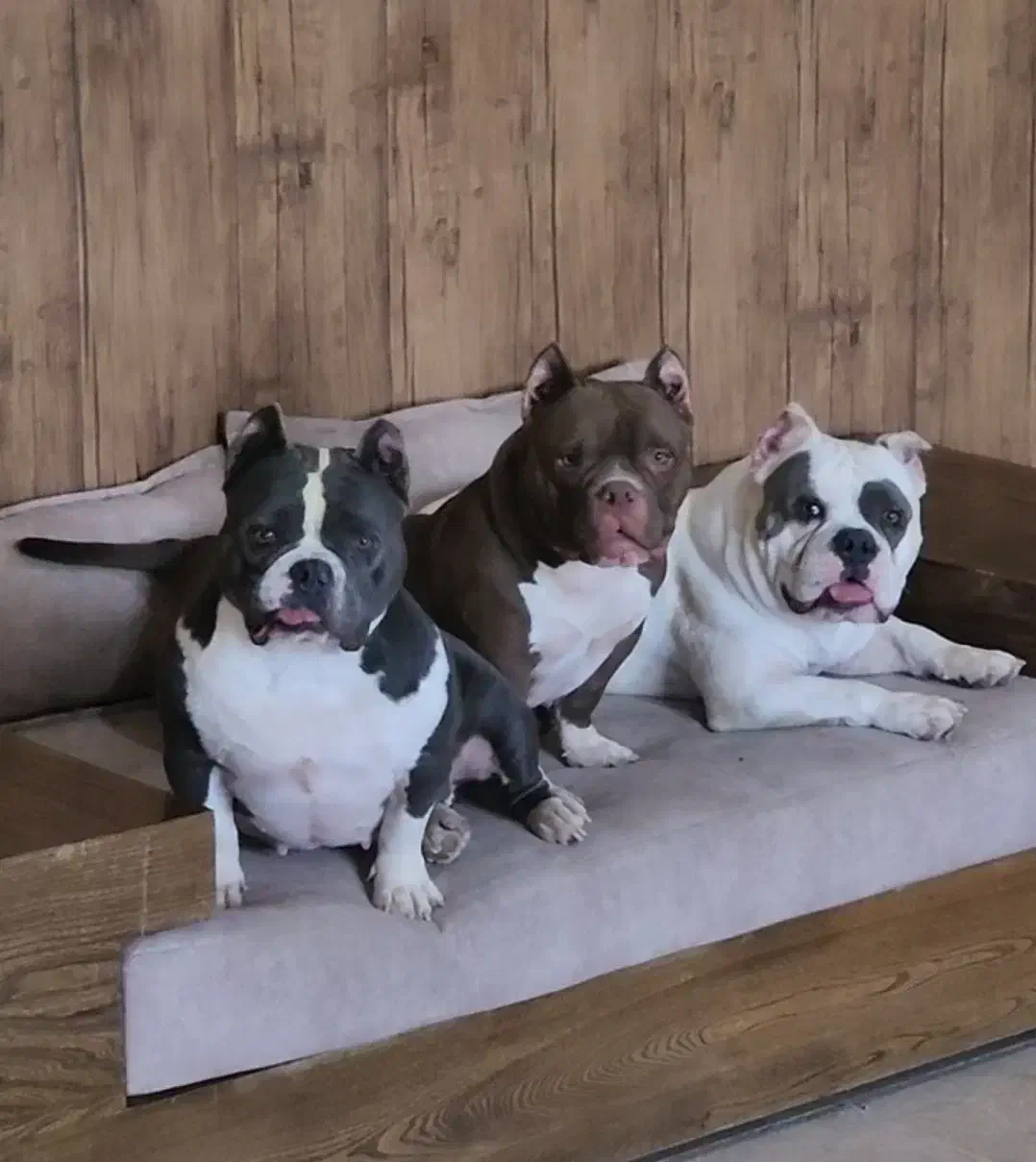 اگزو بولی|سگ|تهران, تهرانپارس شرقی|دیوار