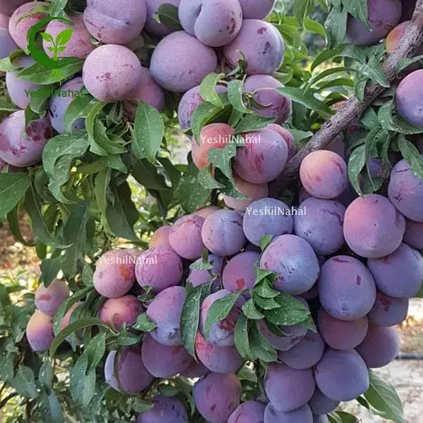 باغ هزار متری گلمکان|فروش خانه و ویلا|گلمکان, |دیوار