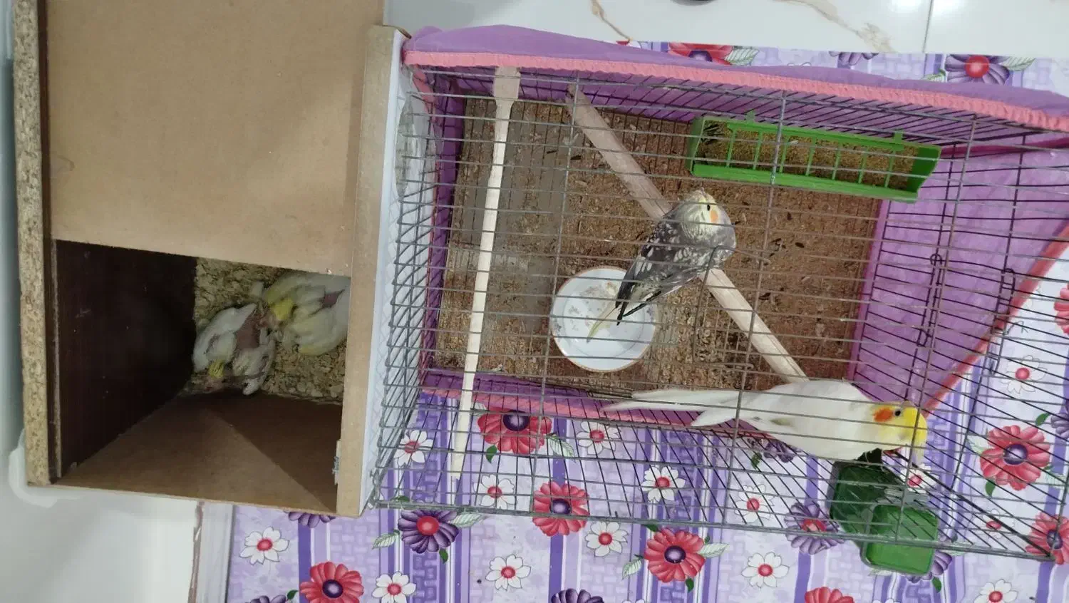 طوطی عروس|پرنده|نظرآباد, حسین‌آباد|دیوار