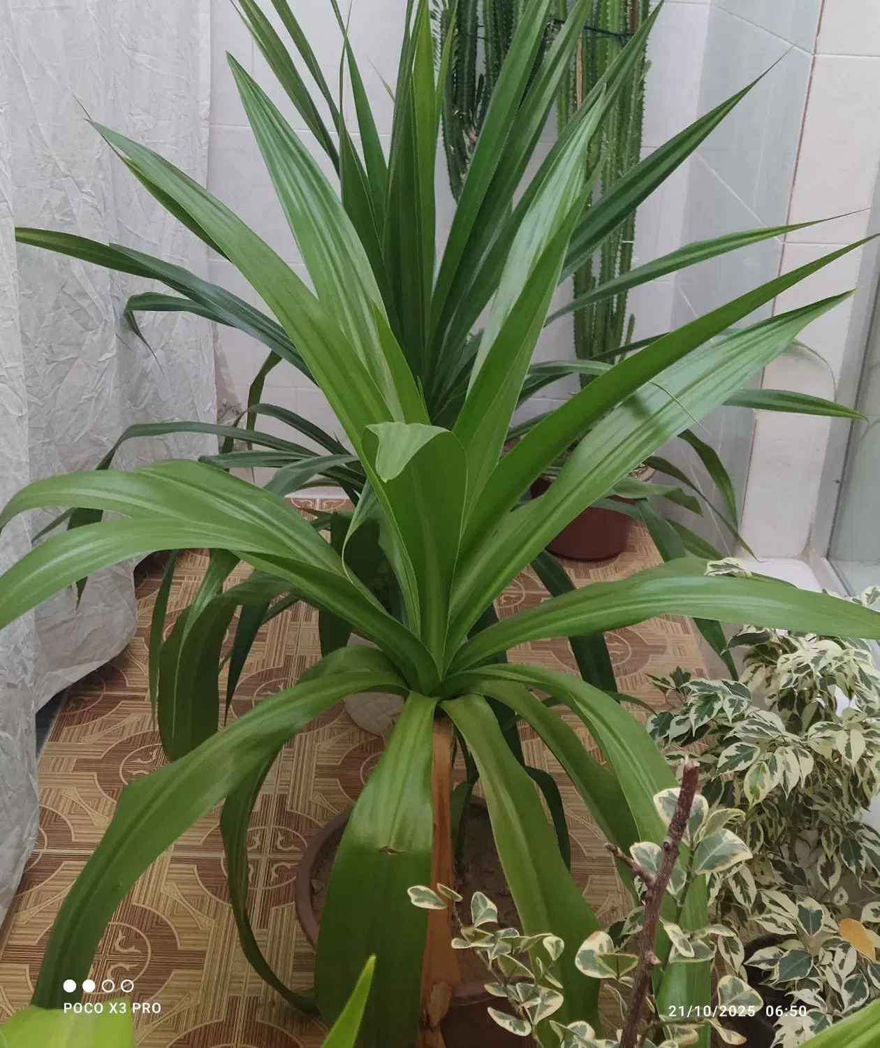 گل وگیاه|گل و گیاه طبیعی|خانمیرزا, |دیوار