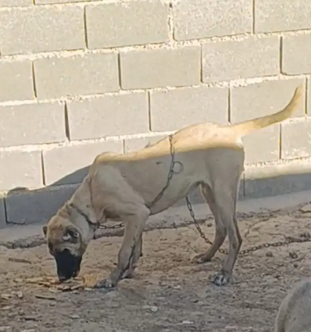 سگ سرابی|سگ|اشتهارد, |دیوار