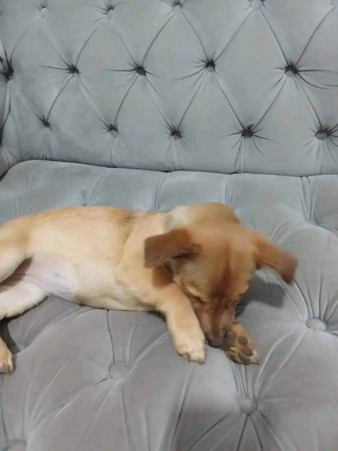 واگزاریسگسایزگربه|سگ|مشهد, سجاد شهر|دیوار