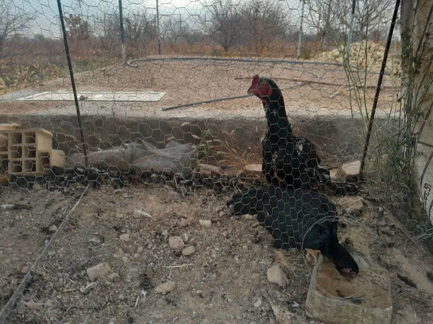 فروش مرغ و خروس لاری|حیوانات مزرعه|ابهر, |دیوار