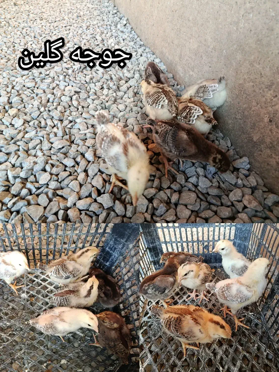 جوجه گلین|حیوانات مزرعه|زرگرشهر, |دیوار