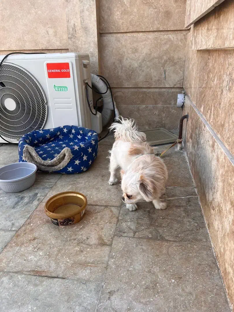 سگ پیکینیز شیتزو|سگ|چناران, |دیوار