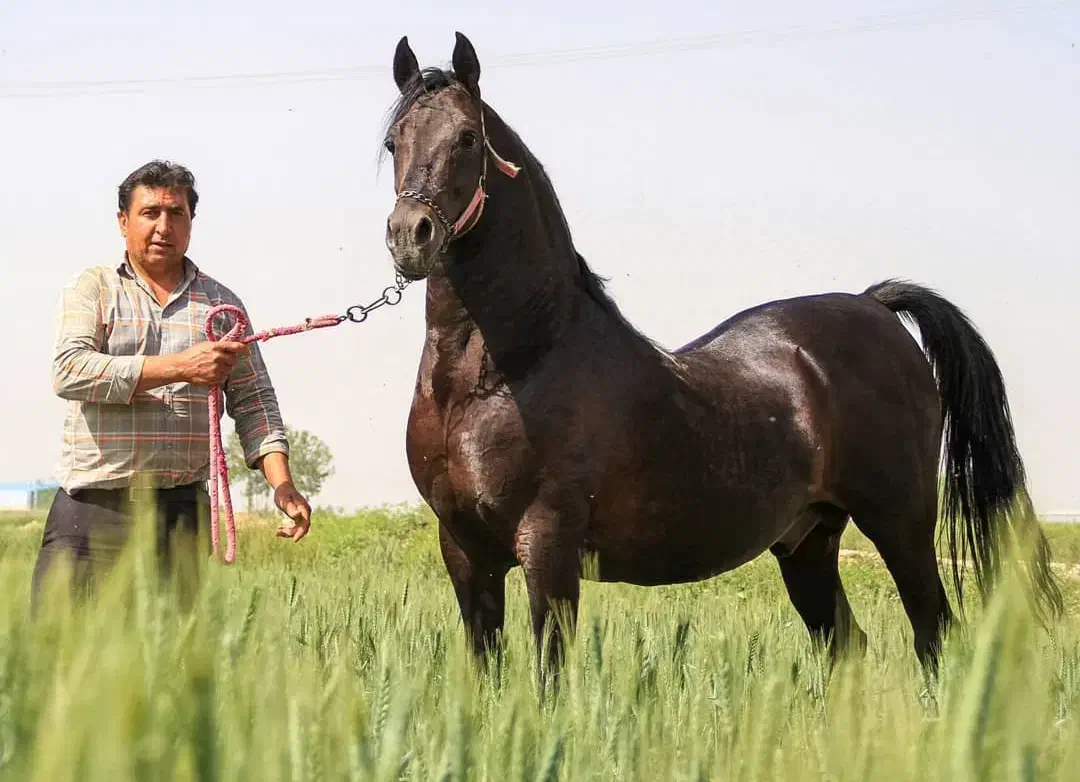 اسب های درج یک|اسب و تجهیزات اسب‌سواری|اصفهان, دهنو|دیوار