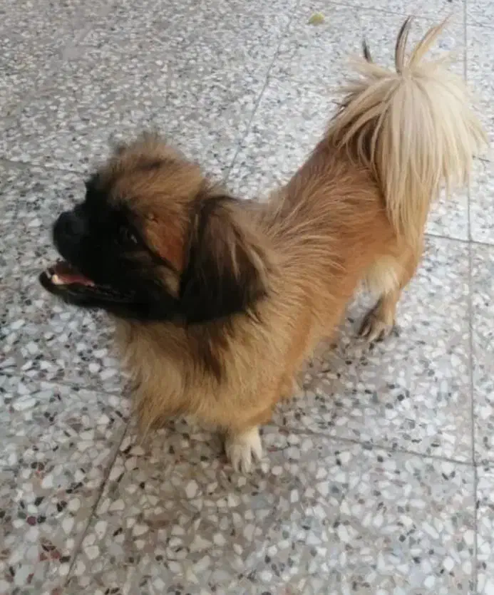 سگ پیکنیز|سگ|شیراز, طلاب|دیوار