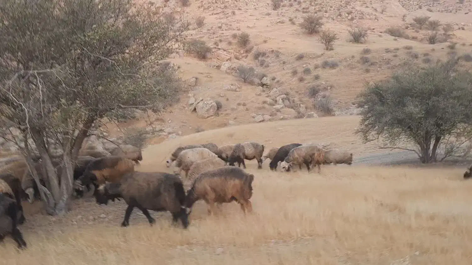 فروش میش داشتی|حیوانات مزرعه|خشت, |دیوار