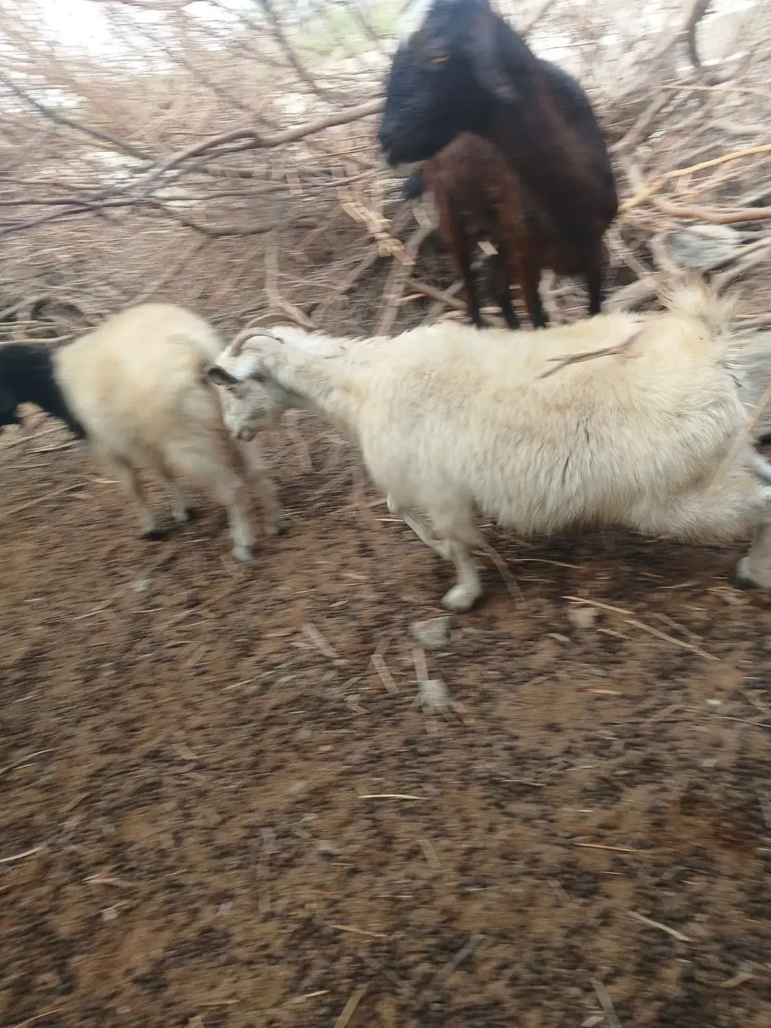 گوسفند فروشی شهرستان فاریاب|حیوانات مزرعه|کهنوج, |دیوار