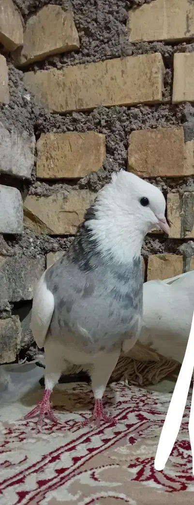 طوقی|پرنده|شادگان, |دیوار