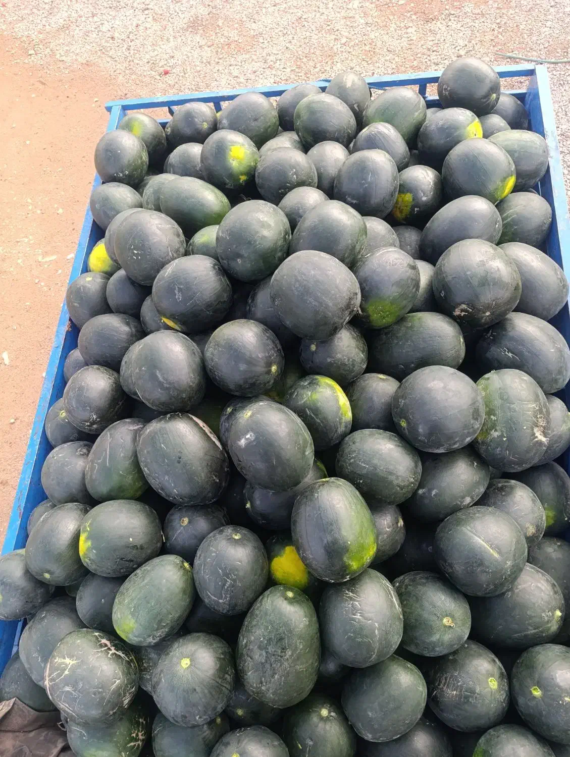 هندونه شب یلدایی یک تن|خوردنی و آشامیدنی|خرامه, |دیوار