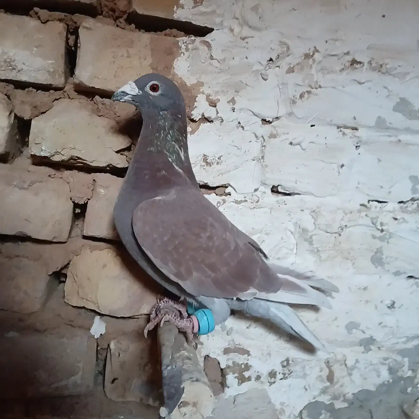 کفتر|حیوانات|تربت جام, میان جام|دیوار