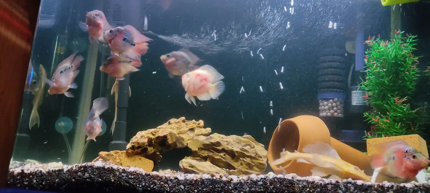 ماهی|ماهی|شهرکرد, |دیوار