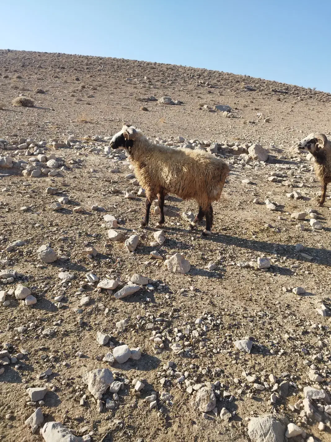 فروش قوچ بذری|حیوانات مزرعه|فسا, |دیوار