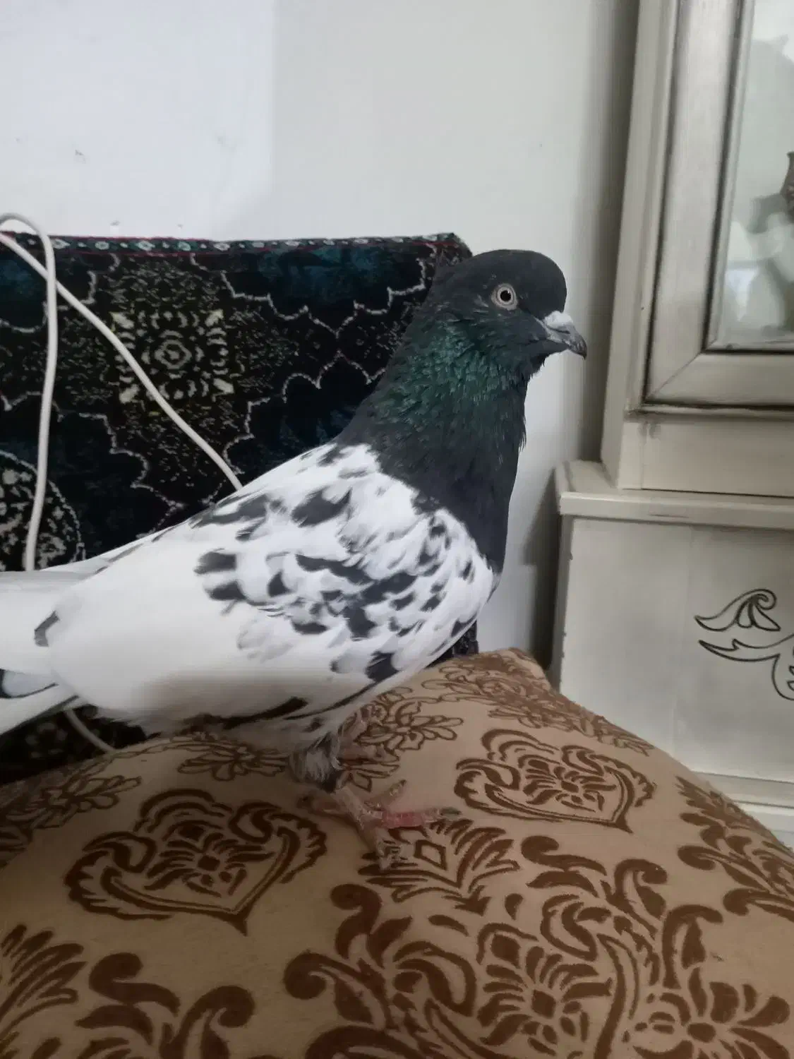 کله سیاه|پرنده|تربت‌حیدریه, پائین ولایت|دیوار