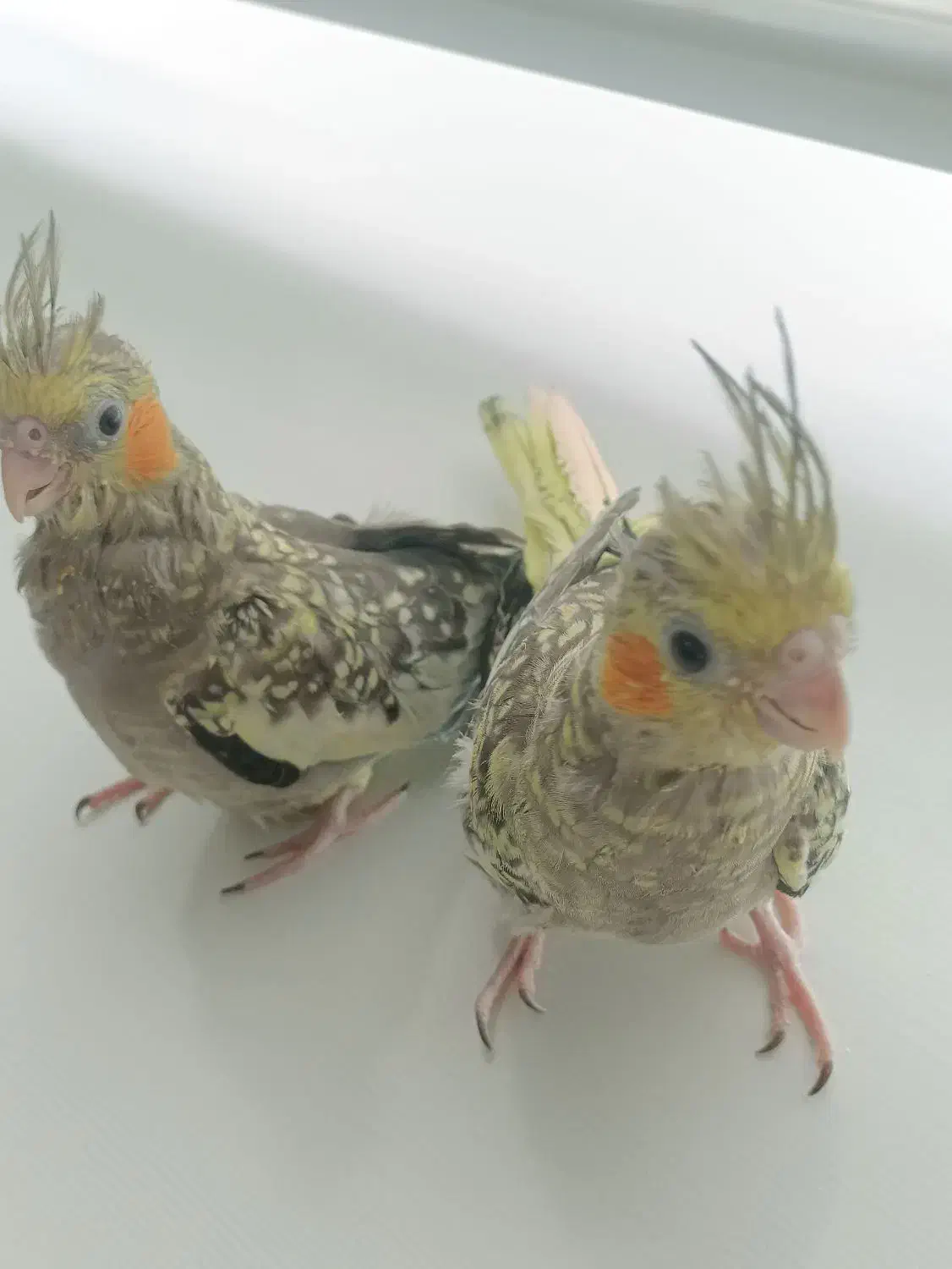 عروس هلندی|پرنده|گلستان (تهران), |دیوار