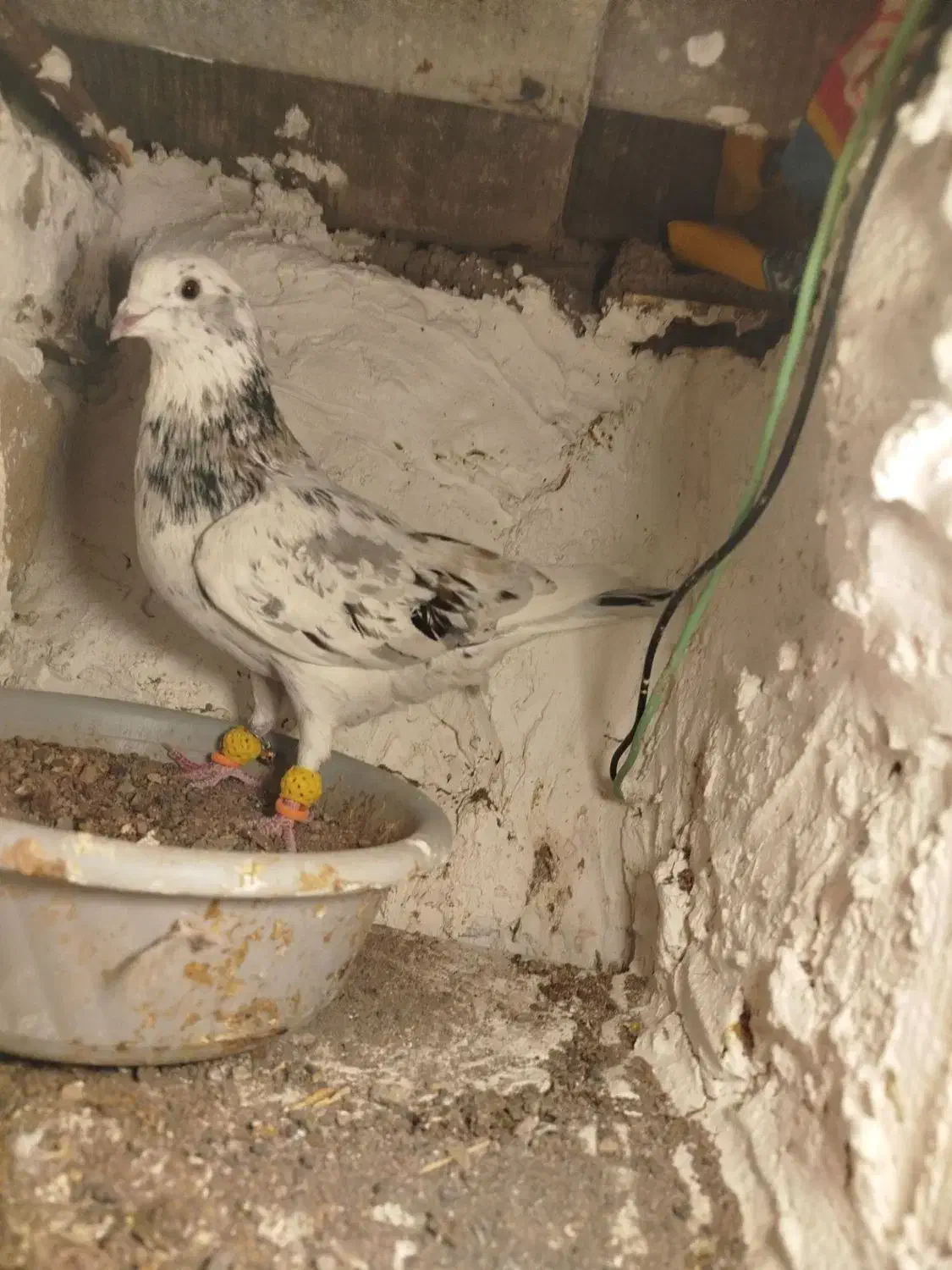 کبوتر هفت رنگ|پرنده|بوئین زهرا, |دیوار