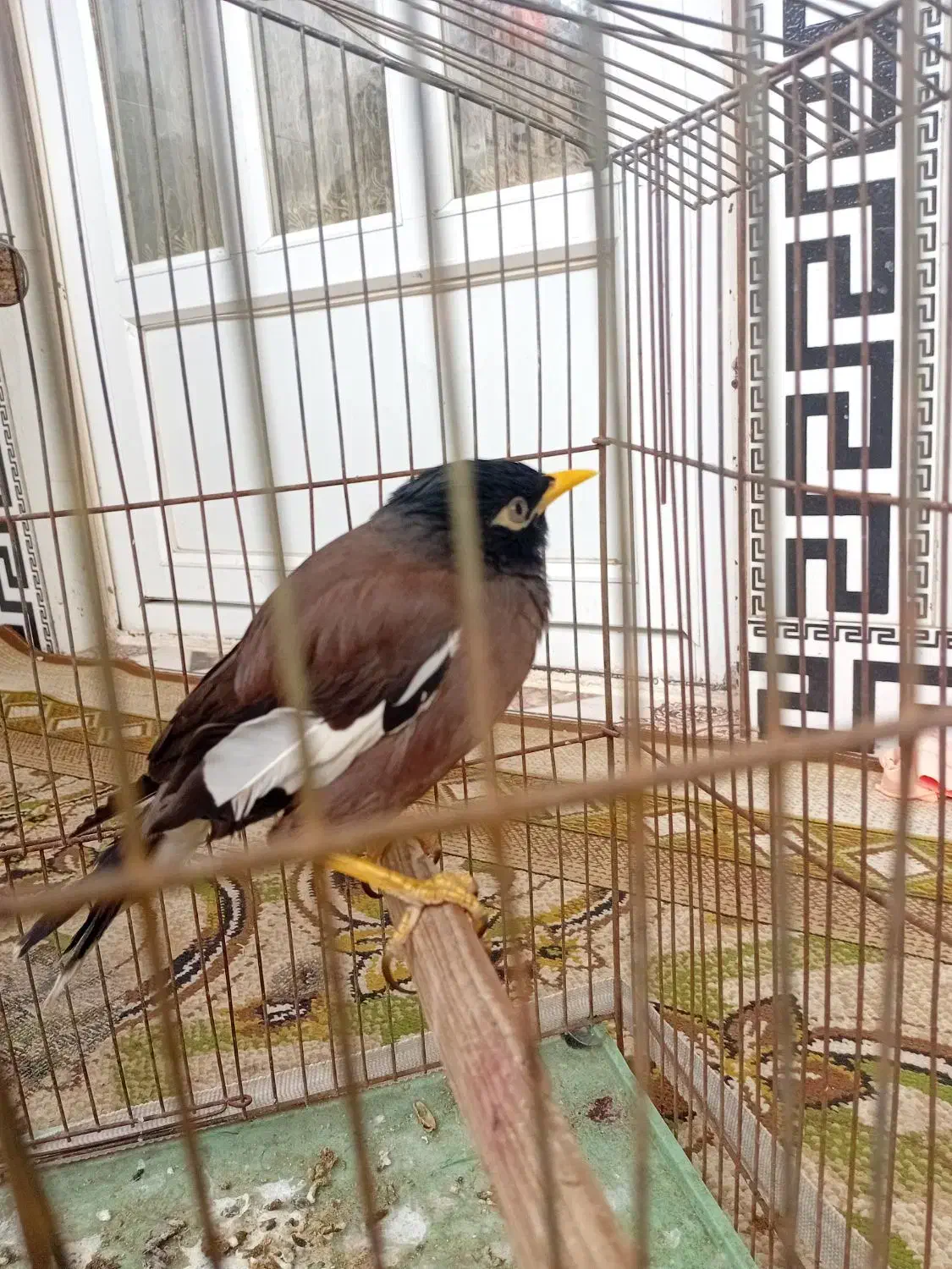 یک مینای دستی|پرنده|سرخنکلاته, |دیوار