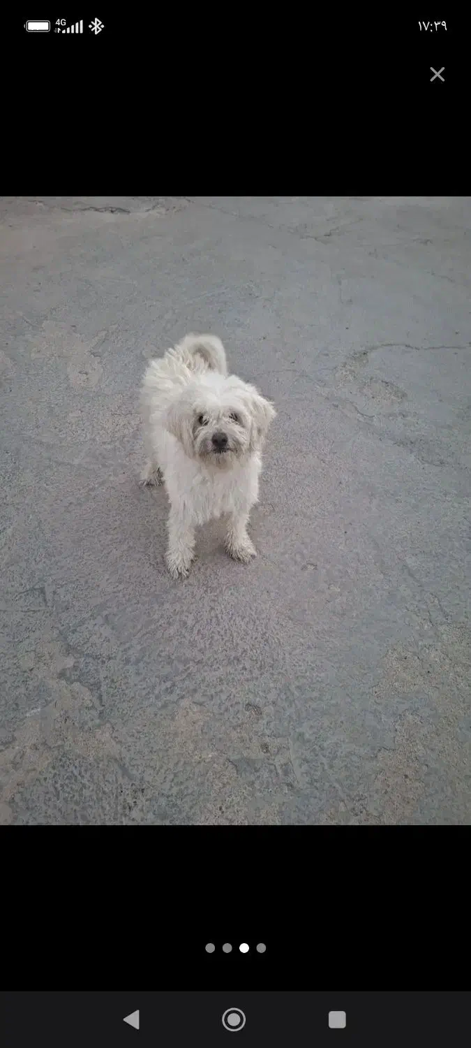 فروش سگ بامزه|سگ|اردکان, |دیوار