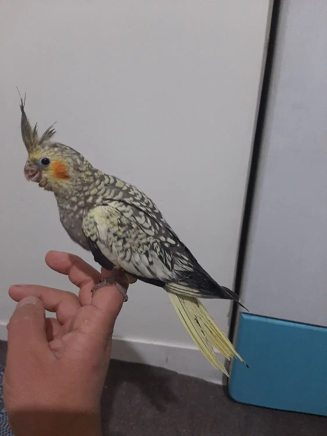 جوجه عروس هلندی|پرنده|تهران, شهرک رضویه|دیوار