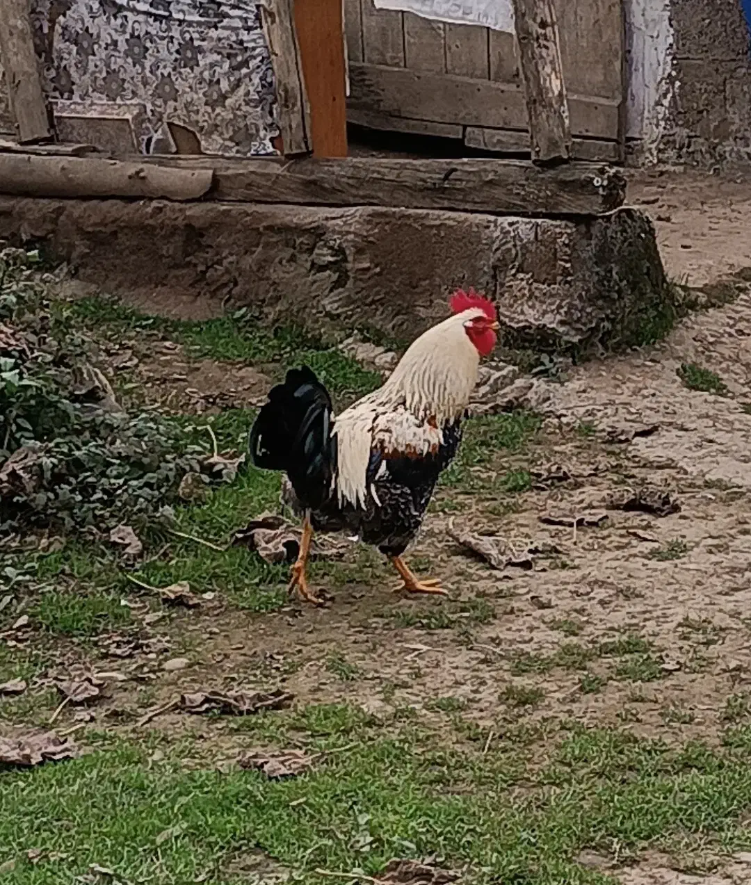 خروس محلی|حیوانات مزرعه|سیاهکل, |دیوار