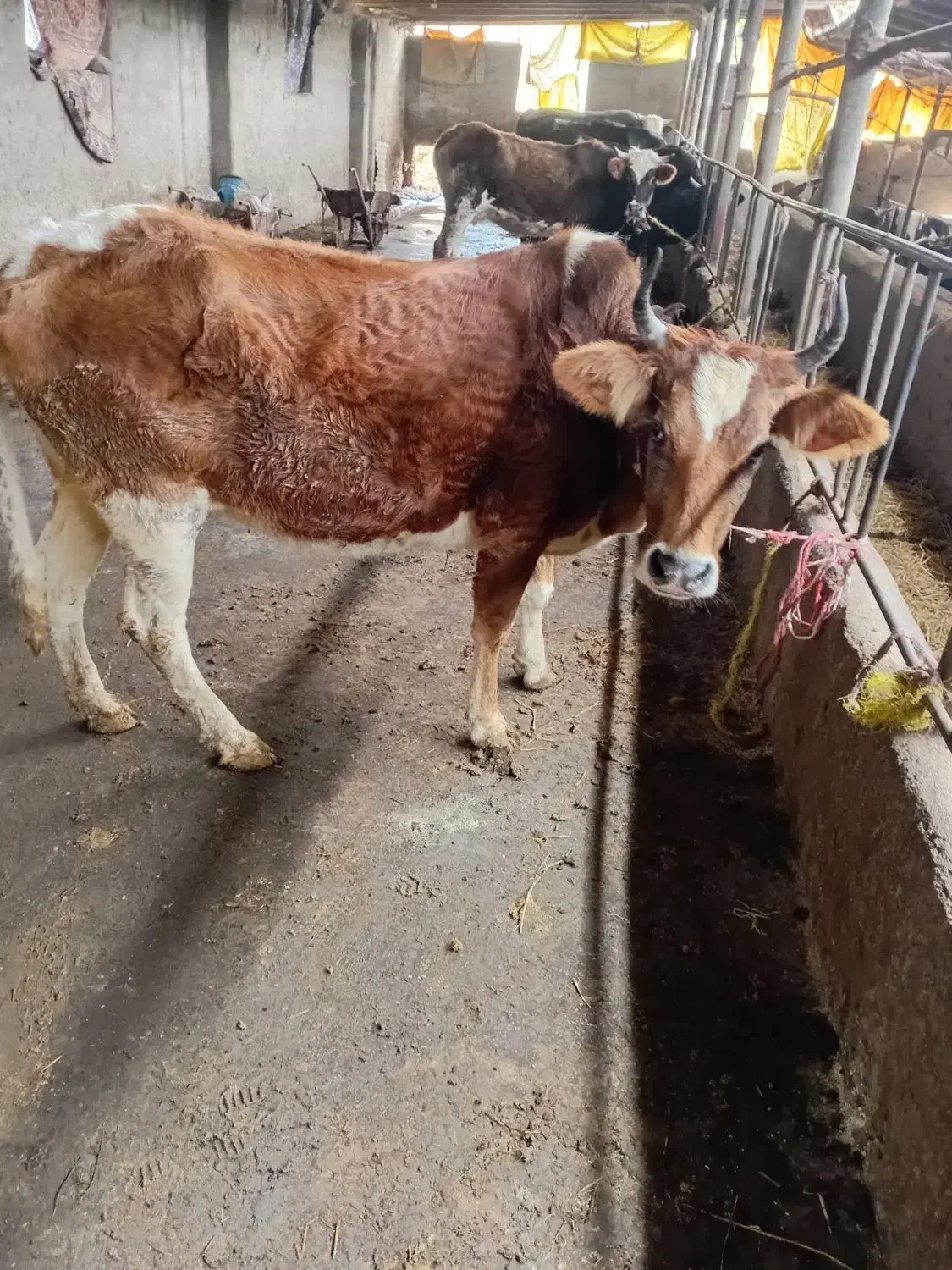 گاو تلیسه آبستن۷ماه جنگلی دودندان|حیوانات مزرعه|گلوگاه بابل (گلیا), |دیوار