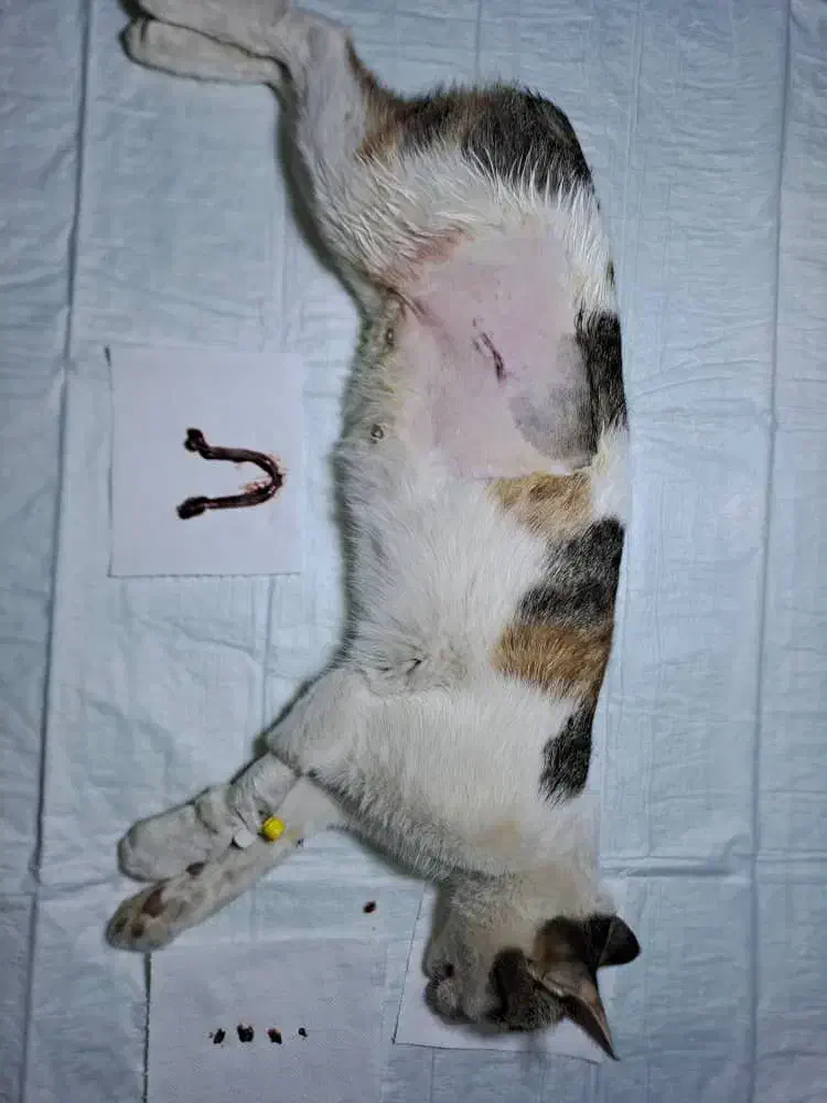 گربه دزدیده شده در حوالی شهرک جوادیه|گربه|شیراز, رکنآباد|دیوار